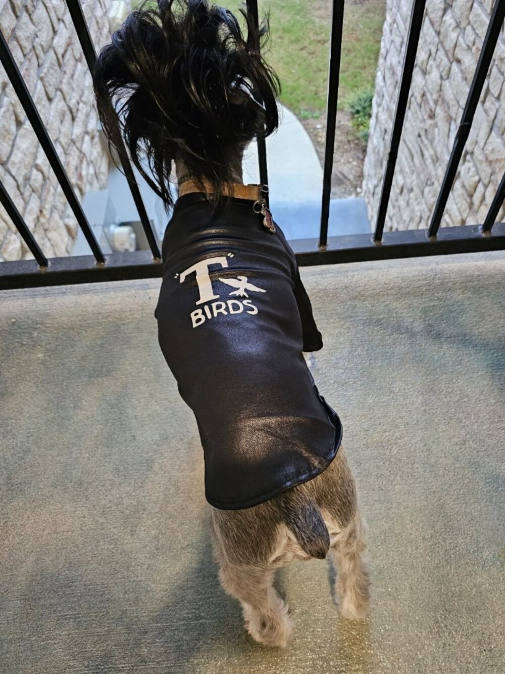 T-Birds Dog Costume